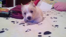 Timeline: La evolución de los perros.