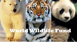 Timeline: World Wildlife Fund