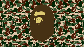 Timeline: Foster Project.