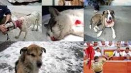 Timeline: Maltrato Animal