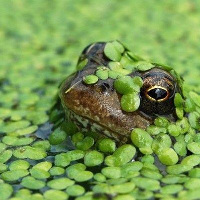 Timeline: Duckweed