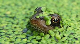 Timeline: Duckweed