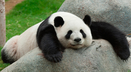 Timeline: historia de los osos pandas gigantes