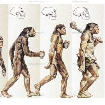 Timeline: Evolución del Hombre