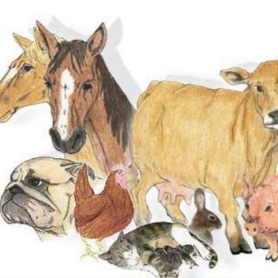 Timeline: Medicina Veterinaria