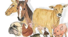 Timeline: Medicina Veterinaria