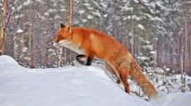 Timeline: Праздники года