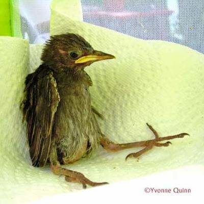 Timeline: E. Valley WildLife