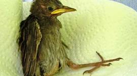 Timeline: E. Valley WildLife