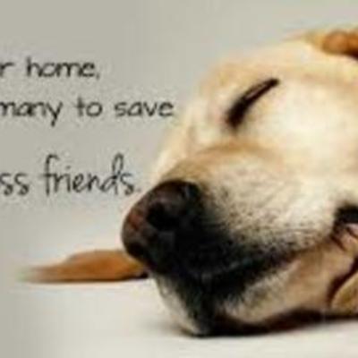 Timeline: Animal Rescue Group