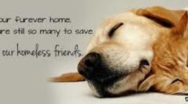 Timeline: Animal Rescue Group