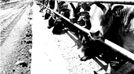 Timeline: history project dean