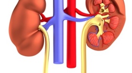 Timeline: SISTEMA EXCRETOR