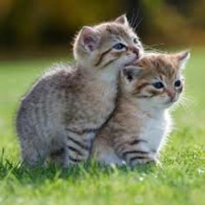 Timeline: Final exam texas