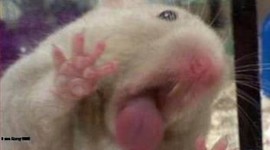 Timeline: Linea de tiempo agricultura