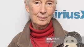 Timeline: Jane goodall