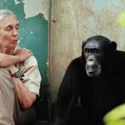 Timeline: Jane Goodall