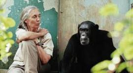 Timeline: Jane Goodall