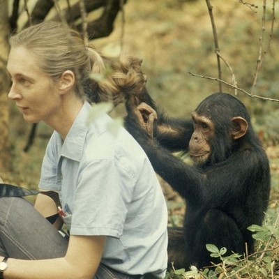 Timeline: Jane Goodal's life