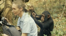 Timeline: Jane Goodal's life