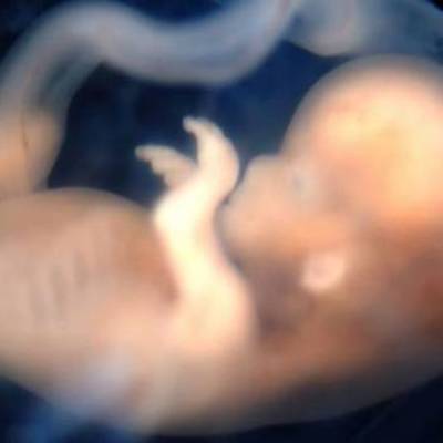 Timeline: DESARROLLO DE LA GESTACIÓN