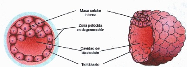Desarrollo embrionario y fetal timeline | Timetoast timelines