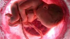 Timeline: Desarrollo embrionario y fetal