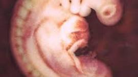 Timeline: Desarrollo embrionario y fetal