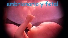 Timeline: desarrollo embrionario y fetal