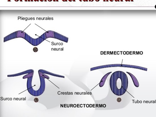 Neuroectodermo Desarrollo embrionario y fetal timeline | Timetoast timelines