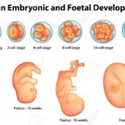 Timeline: Desarrollo embrionario-Fetal