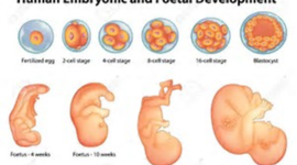 Timeline: Desarrollo embrionario-Fetal