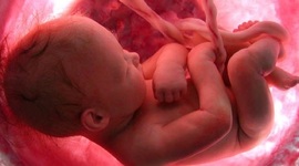 Timeline: Desarrollo embrionario