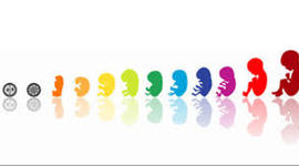 Timeline: Desarrollo embrionario y fetal.