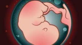 Timeline: FECUNDACIÓN, EMBARAZO Y PARTO