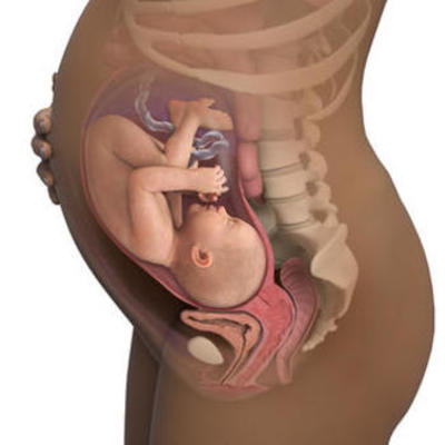 Timeline: Desarrollo Embrionario y Fetal