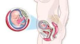 Timeline: DESARROLLO EMBRIONARIO Y FETAL