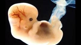 Timeline: Desarrollo Embrionario y Fetal