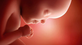 Timeline: Desarrollo embrionario y fetal