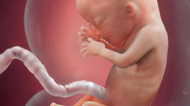 Timeline: Desarrollo embrionario y fetal