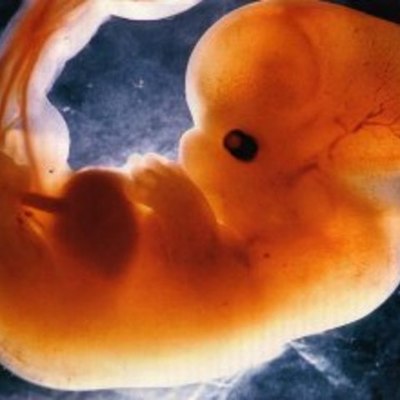 Timeline: DESARROLLO EMBRIONARIO Y FETAL (Daniel López)