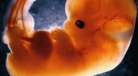 Timeline: DESARROLLO EMBRIONARIO Y FETAL (Daniel López)