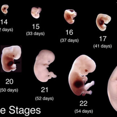 Timeline: DESARROLLO EMBRIONARIO Y FETAL