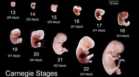 Timeline: DESARROLLO EMBRIONARIO Y FETAL
