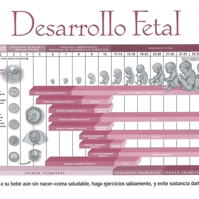 Timeline: Desarrollo embrionario y fetal-Alma Sernas 303
