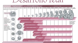 Timeline: Desarrollo embrionario y fetal-Alma Sernas 303