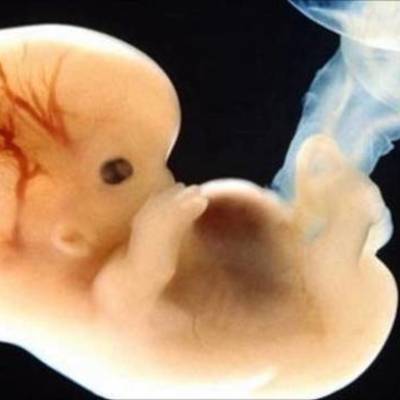 Timeline: Desarrollo embrionario y fetal hasta el parto