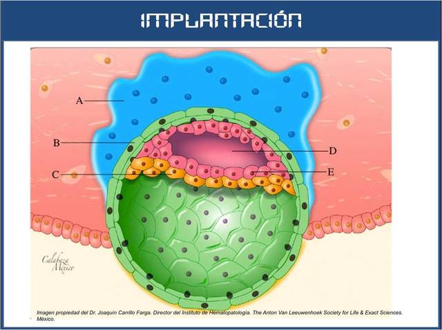 Desarrollo Embrionario y Fetal timeline | Timetoast timelines