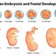 19929962 illustration showing stages in human embryonic development stock vector