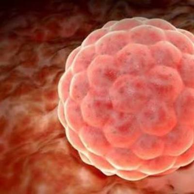 Timeline: Desarrollo embrinario y fetal